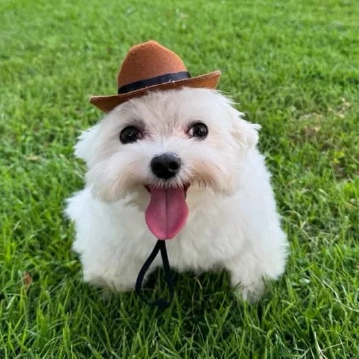 Foto de perfil larypoze